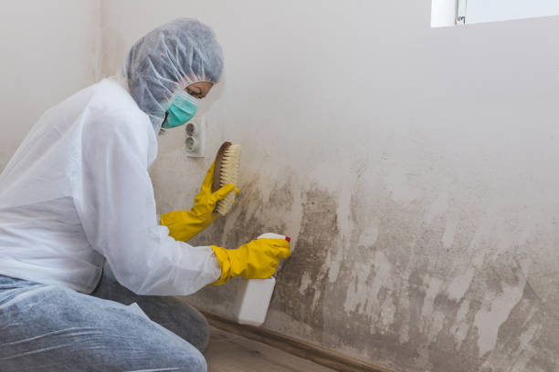 Best Biohazard Mold Removal  in Cambridge City, IN