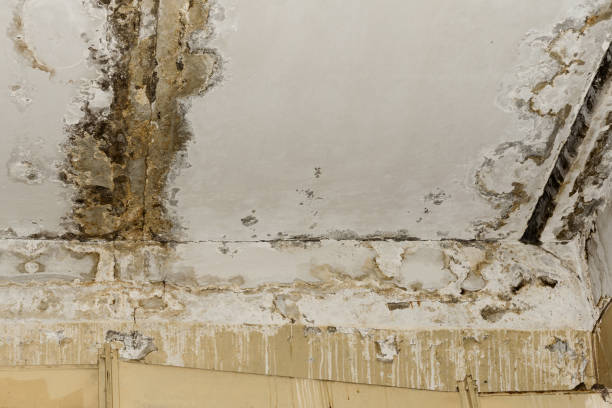 Best Mold Documentation for Insurance Claims  in Cambridge City, IN