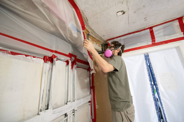 Best Basement Mold Removal  in Cambridge City, IN