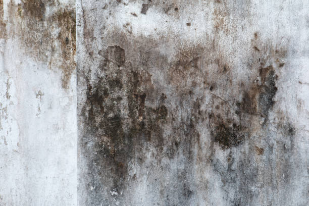 Best Mold Remediation for Healthcare Facilities  in Cambridge City, IN