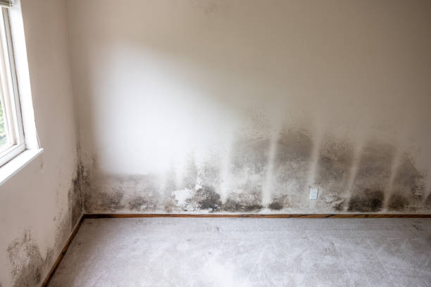 Best Real Estate Mold Inspection  in Cambridge City, IN