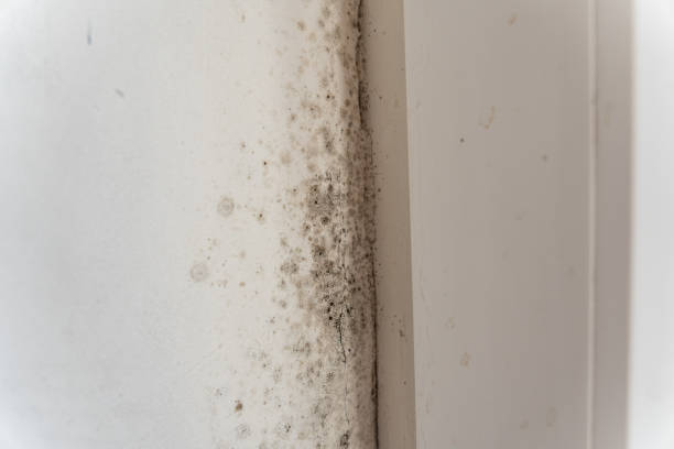Best Environmental Consulting for Mold Prevention  in Cambridge City, IN