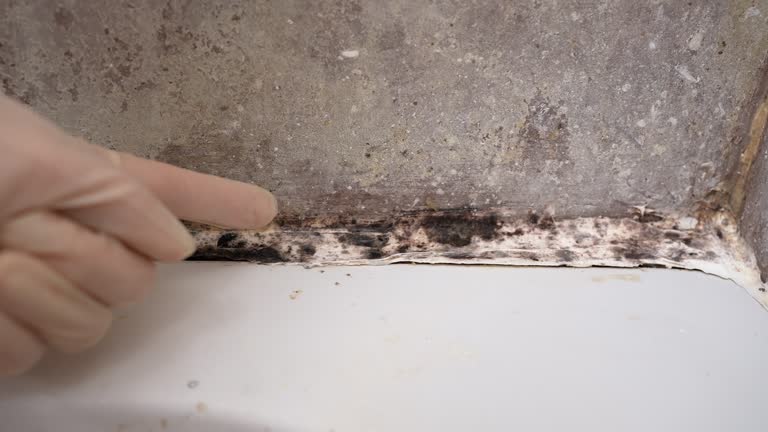 Best Industrial Mold Remediation  in Cambridge City, IN
