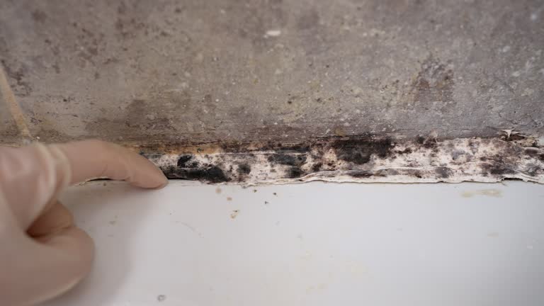 Professional Mold Removal in Cambridge City, IN