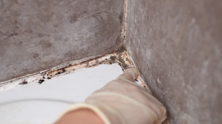  Cambridge City, IN Mold Removal Pros